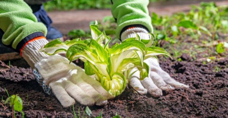 10 Common Mistakes to Avoid When Growing Hostas