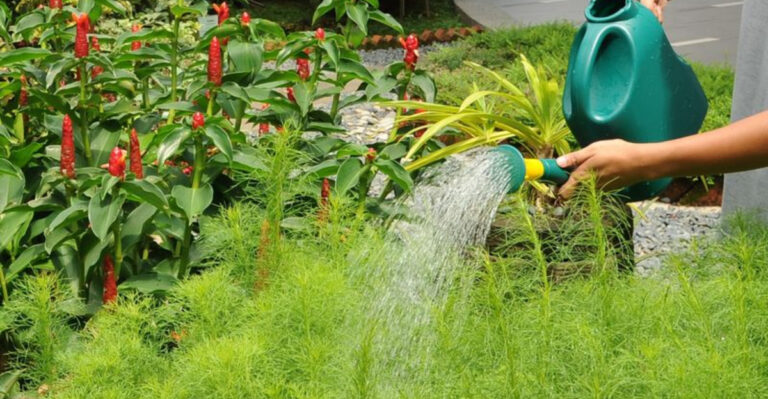 11 Common Garden Myths That Could Ruin Your Garden