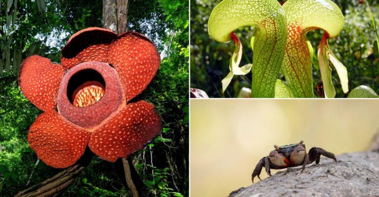 11 Plants That Use Animals to Do Their Dirty Work