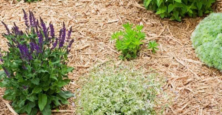 11 Smart Ways to Use Woodchips in Your Food Forest Garden