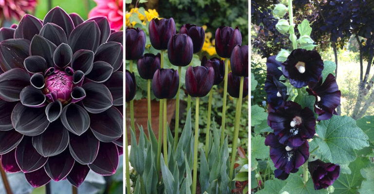 11 Stunning Black Flowers That Add Drama and Elegance to Any Garden
