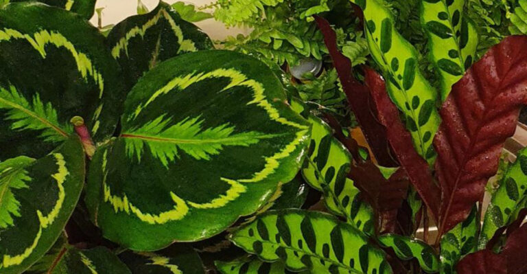 11 Amazing Uses and Benefits of Calathea Plants