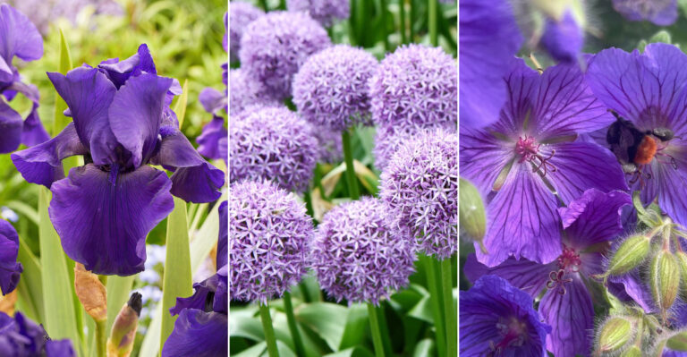 12 Captivating Purple-Hued Perennials for Every Garden