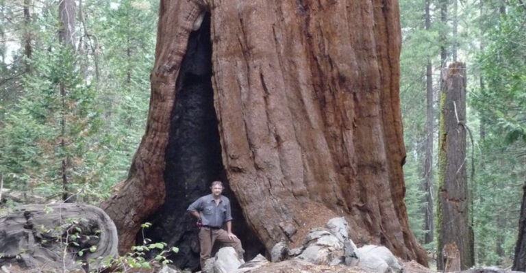 12 Colossal Trees Defying the Laws of Nature