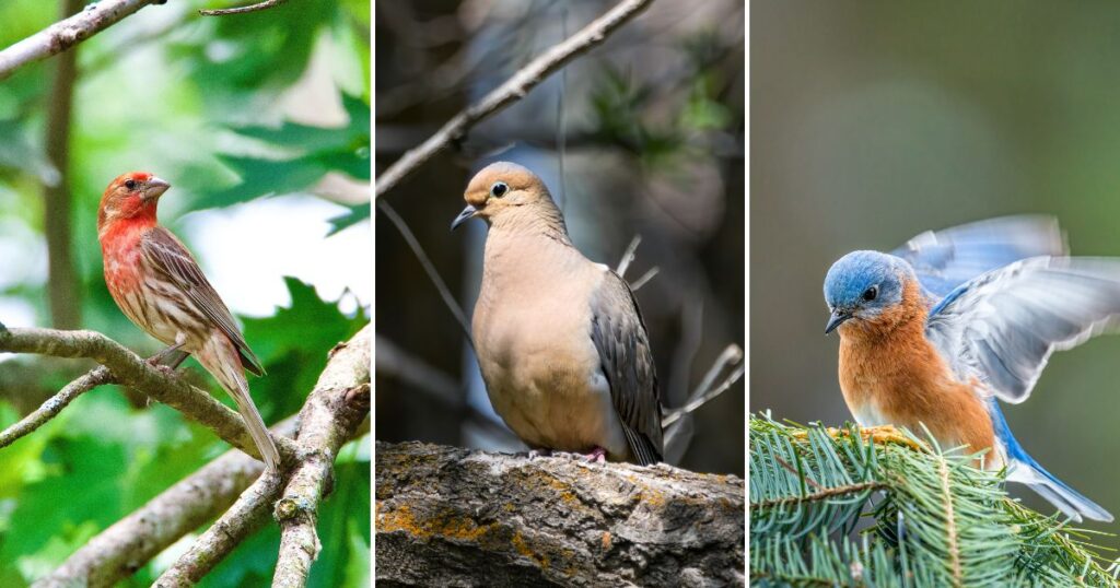 12 Common Backyard Birds and Their Surprising Meanings