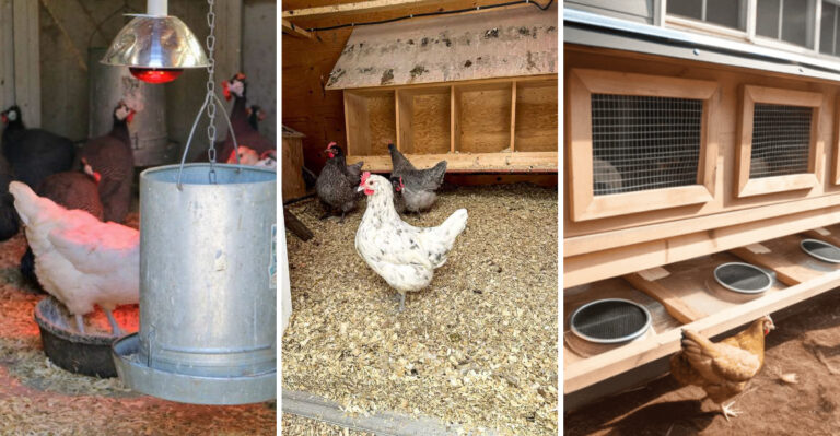 12 Essential Steps to Winterize Your Chicken Coop and Keep Your Flock Safe & Warm