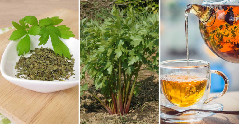 12 Impressive Benefits of Growing Lovage in Your Garden