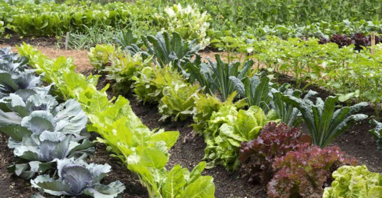 12 Myths About Organic Gardening You Need to Stop Believing