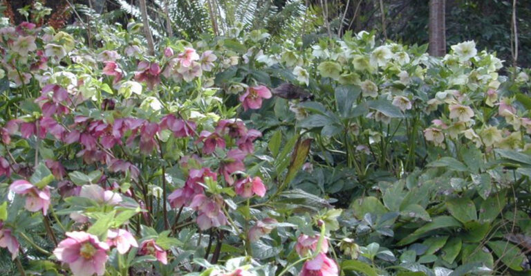 12 Perfect Architectural Plants For Winter Gardens