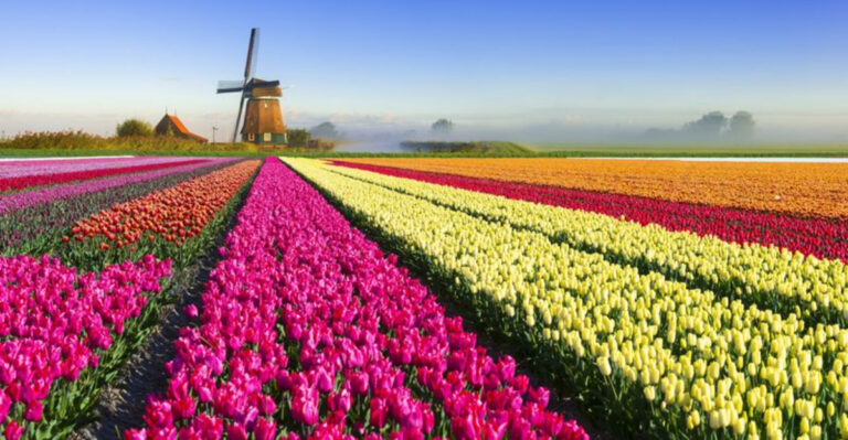 12 Shocking Facts About Tulip Mania – The 1600s Craze That Rocked the Economy