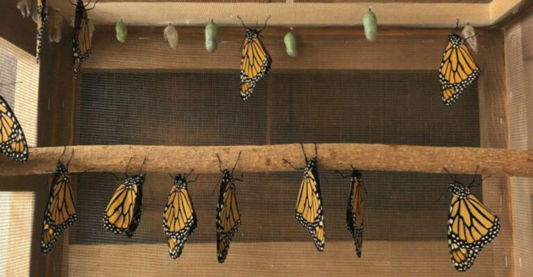 12 Stunning Butterflies Perfect for Home Raising