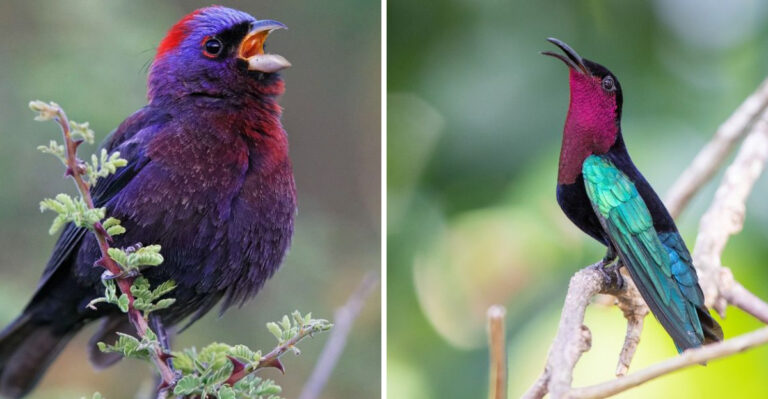 12 Stunning Purple Birds That Will Take Your Breath Away