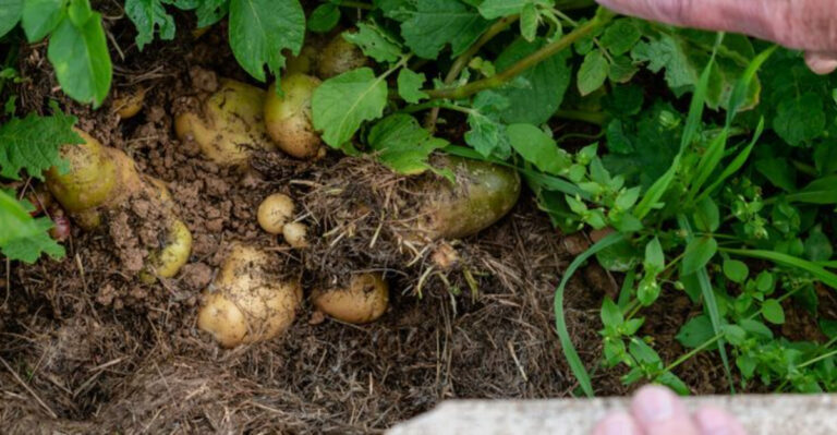 12 Vegetables You Should Never Grow in Raised Garden Beds (And Why!)