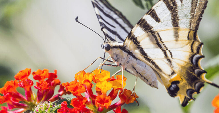 13 Seed-Grown Flowers That Butterflies Love