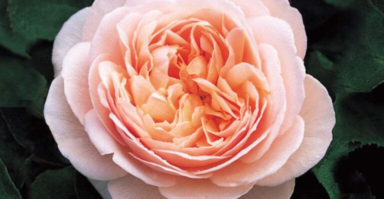 13 Surprising Facts About Roses
