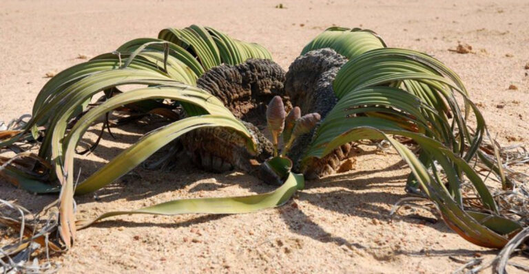 13 Unique Plants and Animals Found Exclusively in One Location