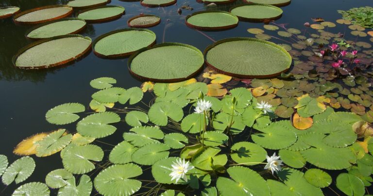 14 Essential Plants for a Peaceful Pond Oasis