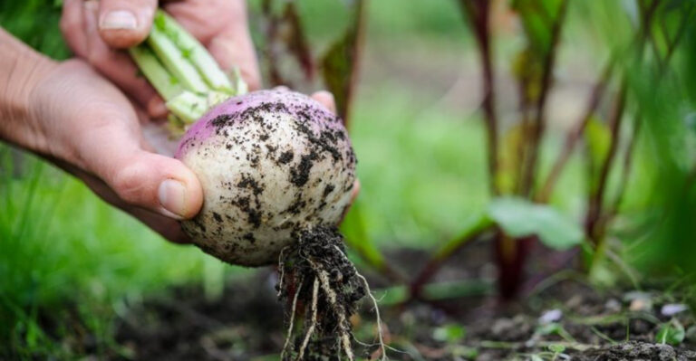 15 Best Crops to Plant in February for a Head Start on Your Spring Harvest