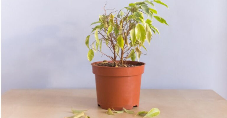 15 Common Houseplant Problems and How to Fix Them