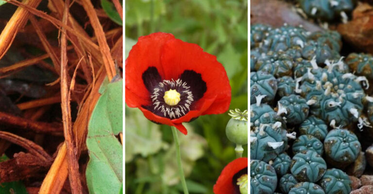 15 Controversial Plants Known for Their Narcotic Effects