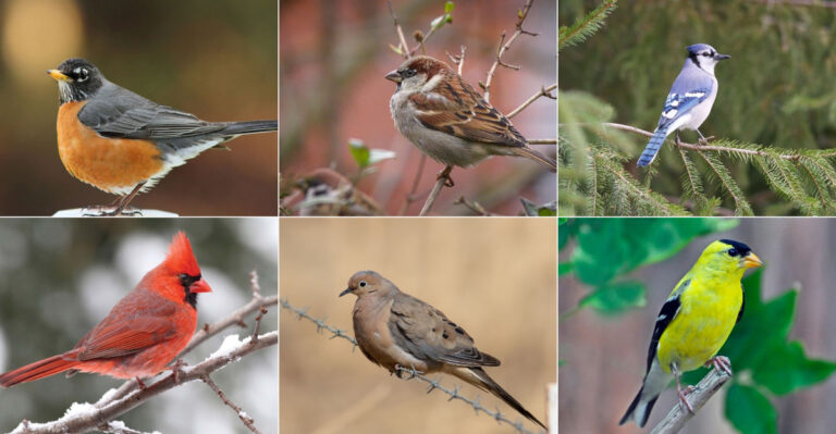 15 Everyday Birds You’ll See in Your Backyard and Their Hidden Symbolism