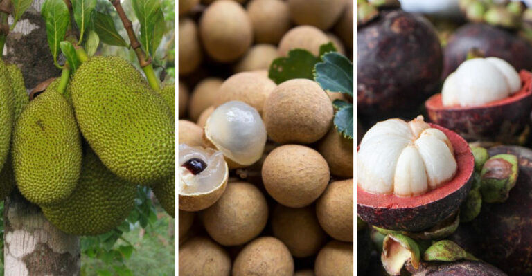 15 Exotic Southeast Asian Fruits You’ve Probably Never Tried
