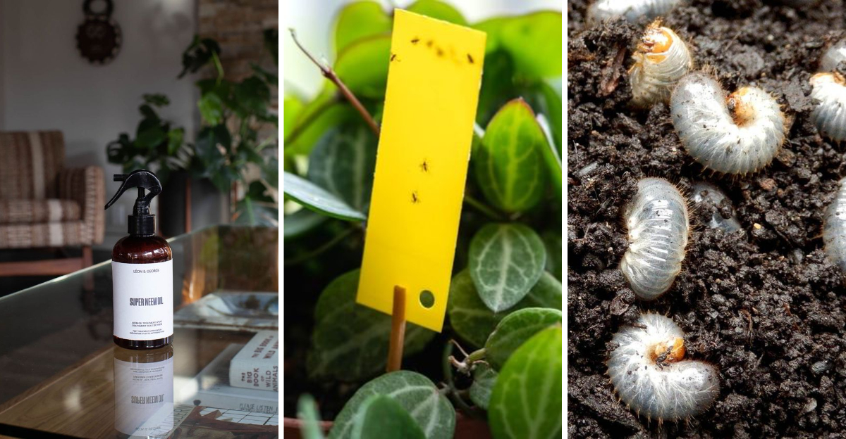 15 Expert Tips to Protect Your Houseplants from Pesky Winter Pests