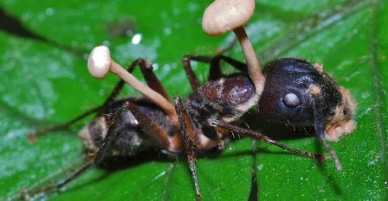 15 Mind-Blowing Fungi That Behave Like Animals