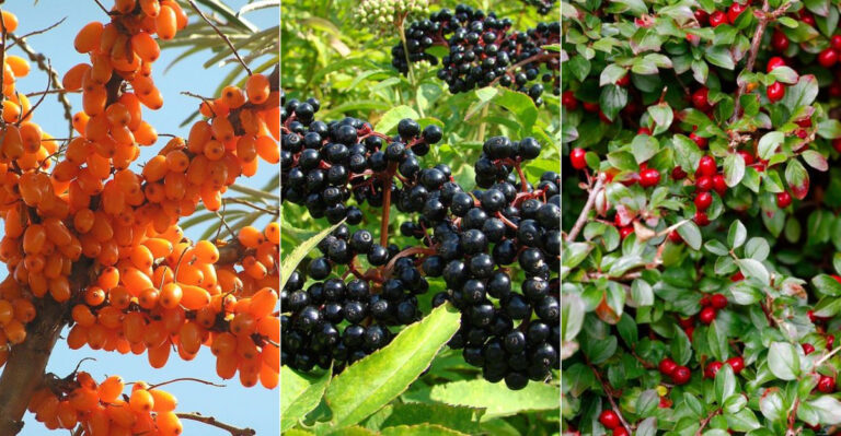15 Shrubs That Offer Beauty, Flavor, and a Bountiful Harvest