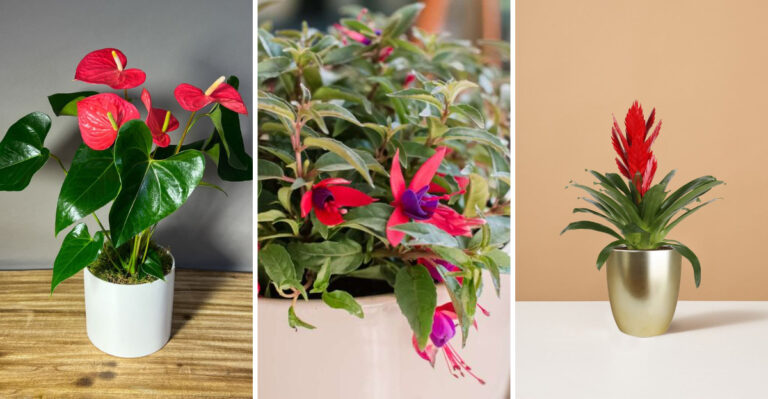 15 Stunning Flowering Houseplants to Brighten Your Home