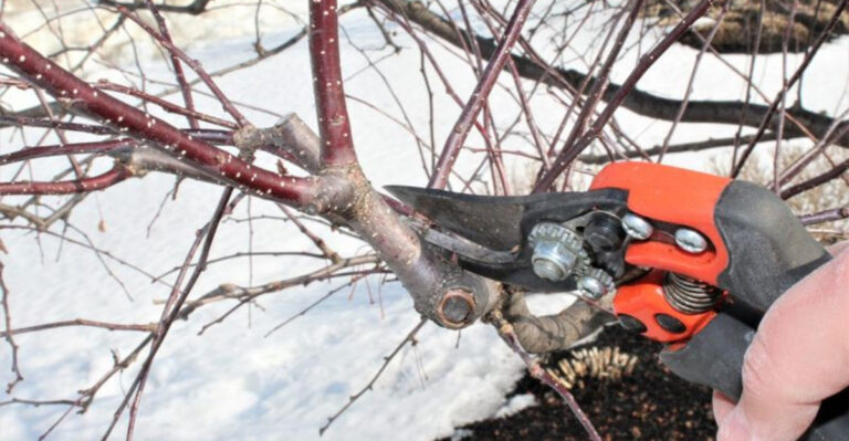 15 Tips for Reviving Your Garden After a Harsh Winter