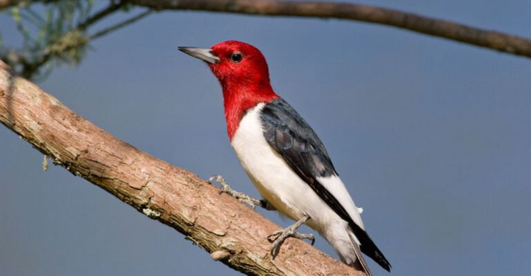 15 Types of Woodpeckers Birders Should Know