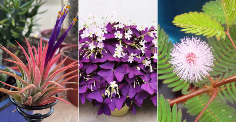 15 Unusual Indoor Plants That Will Impress Your Guests
