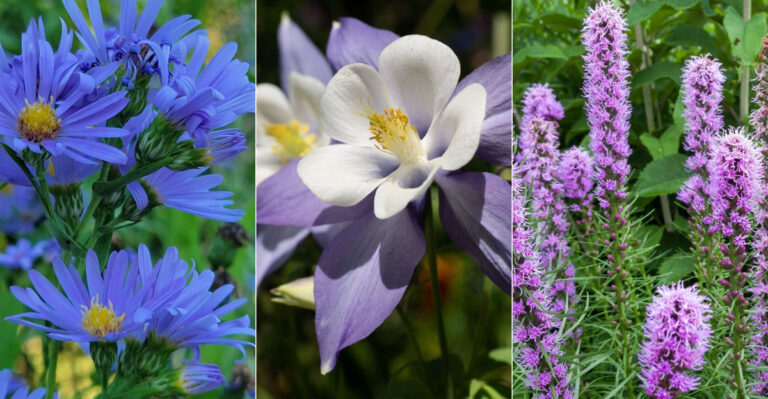 17 Best Native Plant Companions For Hummingbird Mint
