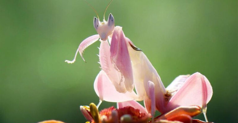 17 Fascinating Animals That Look Just Like Plants