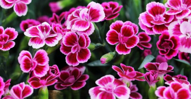 17 Flower Seeds To Start In January​ For The Most Glorious Garden This Year