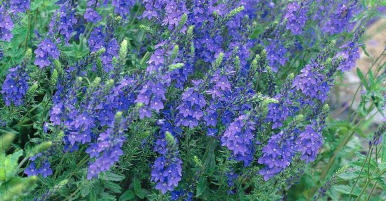 17 Stunning Veronica Flowers That Will Bring Hummingbirds Flocking to Your Garden