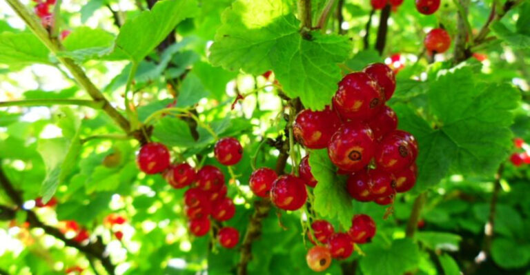 20 Fruits That Turn the Tiniest Space into a Mini Orchard