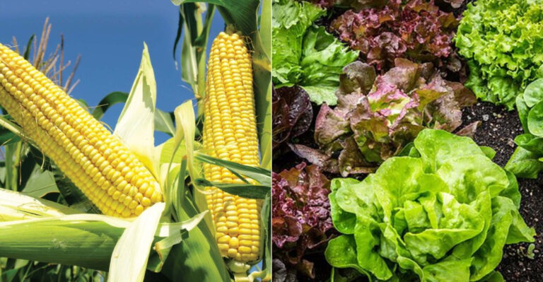 18 Best Seeds For Survival – Grow A Garden That Can Outlast Almost Anything
