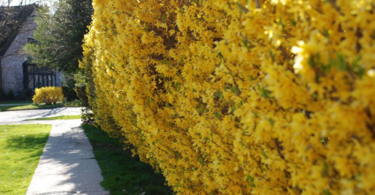 18 Elegant Hedges That Are Surprisingly Simple to Maintain
