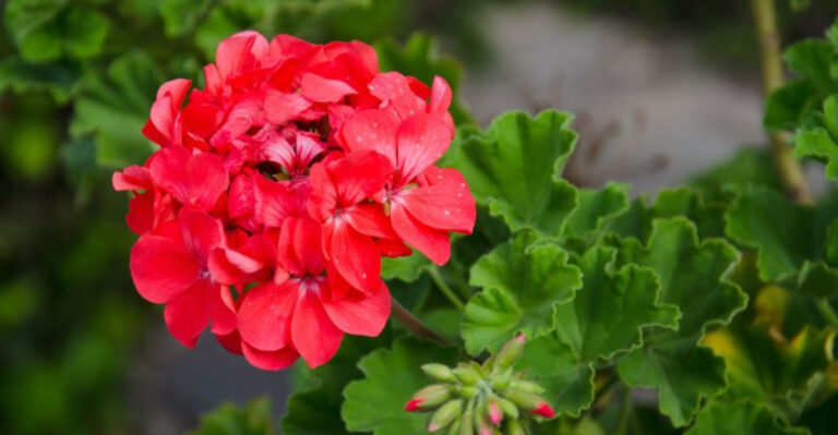 18 Garden Aromas Your Cat Will Definitely Avoid