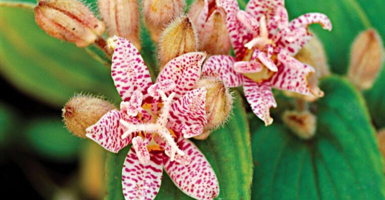 20 Fairytale Plants to Make Your Garden Magical