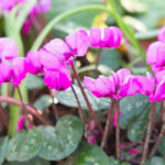 20 Hardy Plants That Thrive in Freezing Temperatures