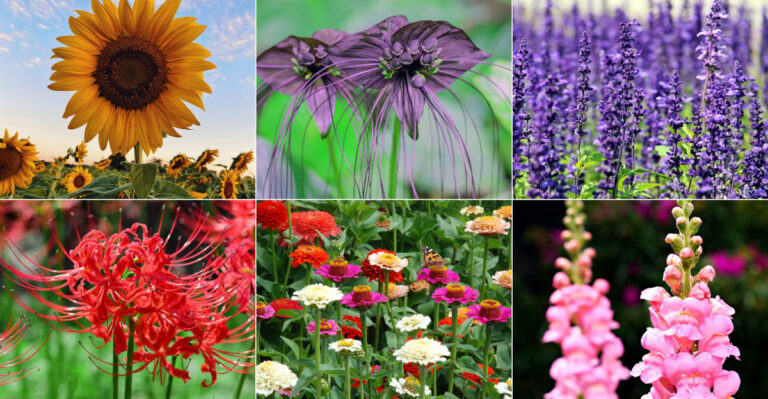 20 Most Beautiful Flowers You Can Grow from Seed