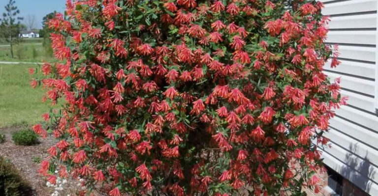 20 Must-Have Plants Recommended by Top Gardening Experts
