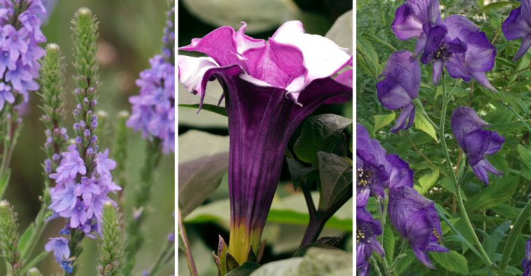20 Mysterious Plants with Legendary Powers and Haunting Folklore