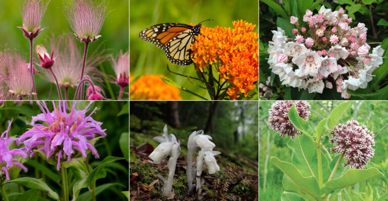 20 Beautiful Native Plants To Add To Your Yard
