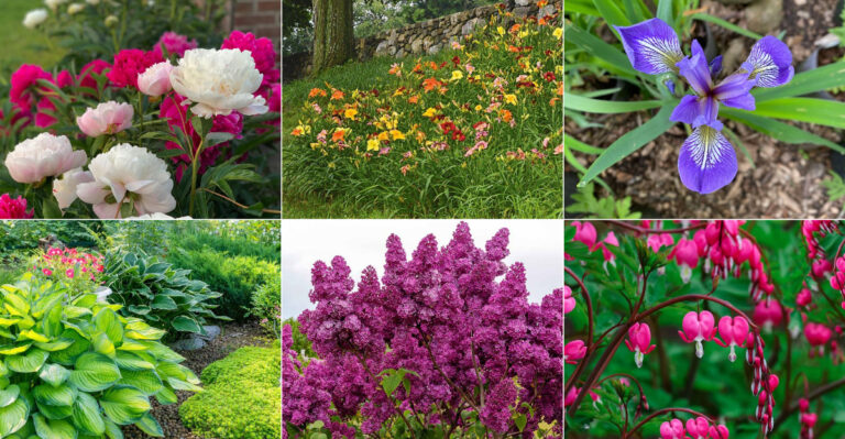 20 Perennials Every Baby Boomer Remembers Seeing in Their Childhood Yard