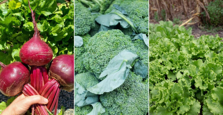 20 Shade-Tolerant Vegetables for Your Garden