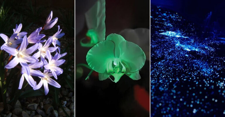 20 Stunning Plants That Glow in the Dark (Yes, Really!)